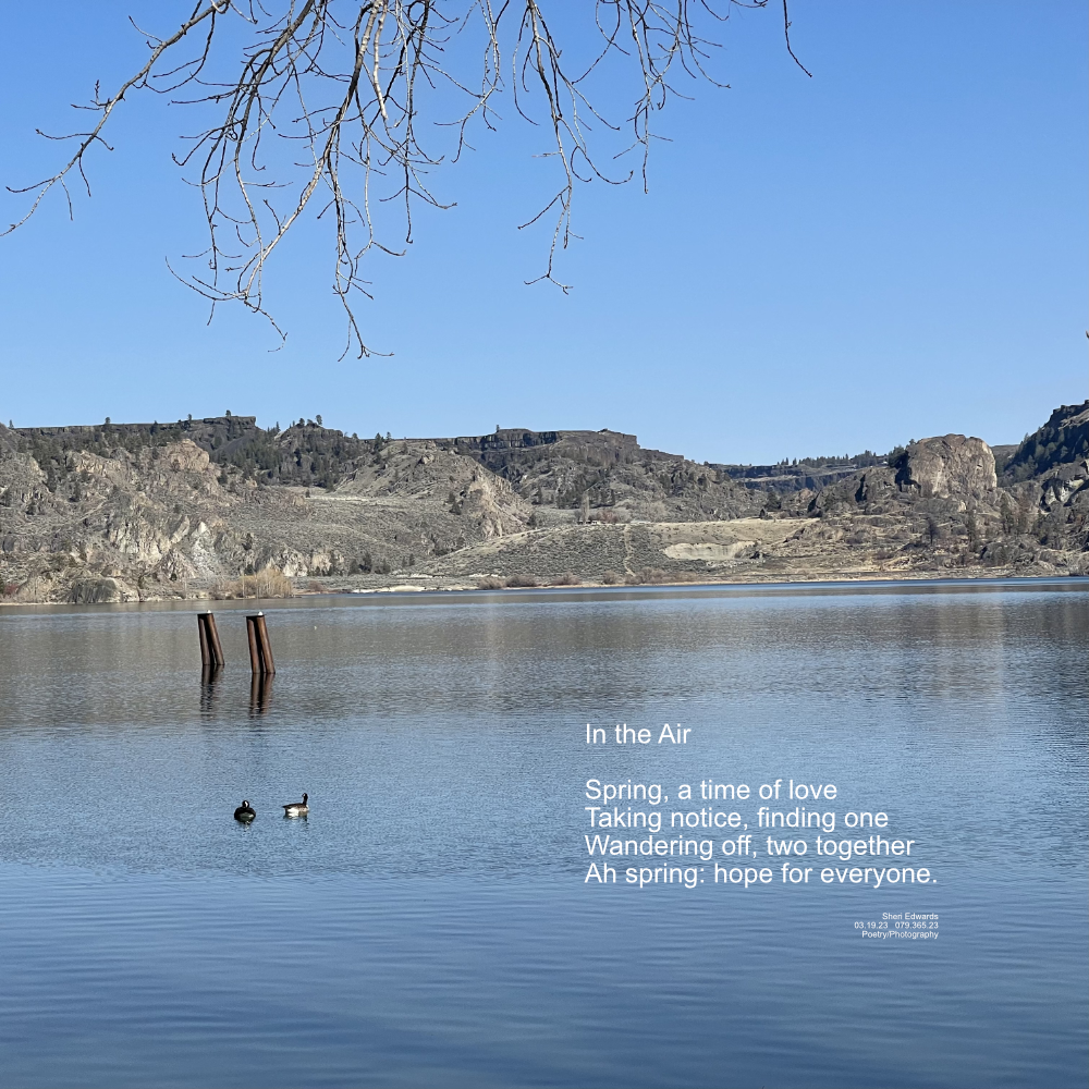 two Canada geese swimming in the lake together in spring