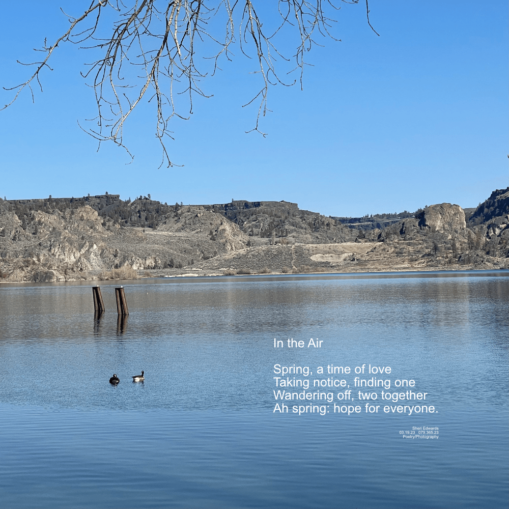 two Canada geese swimming in the lake together in spring