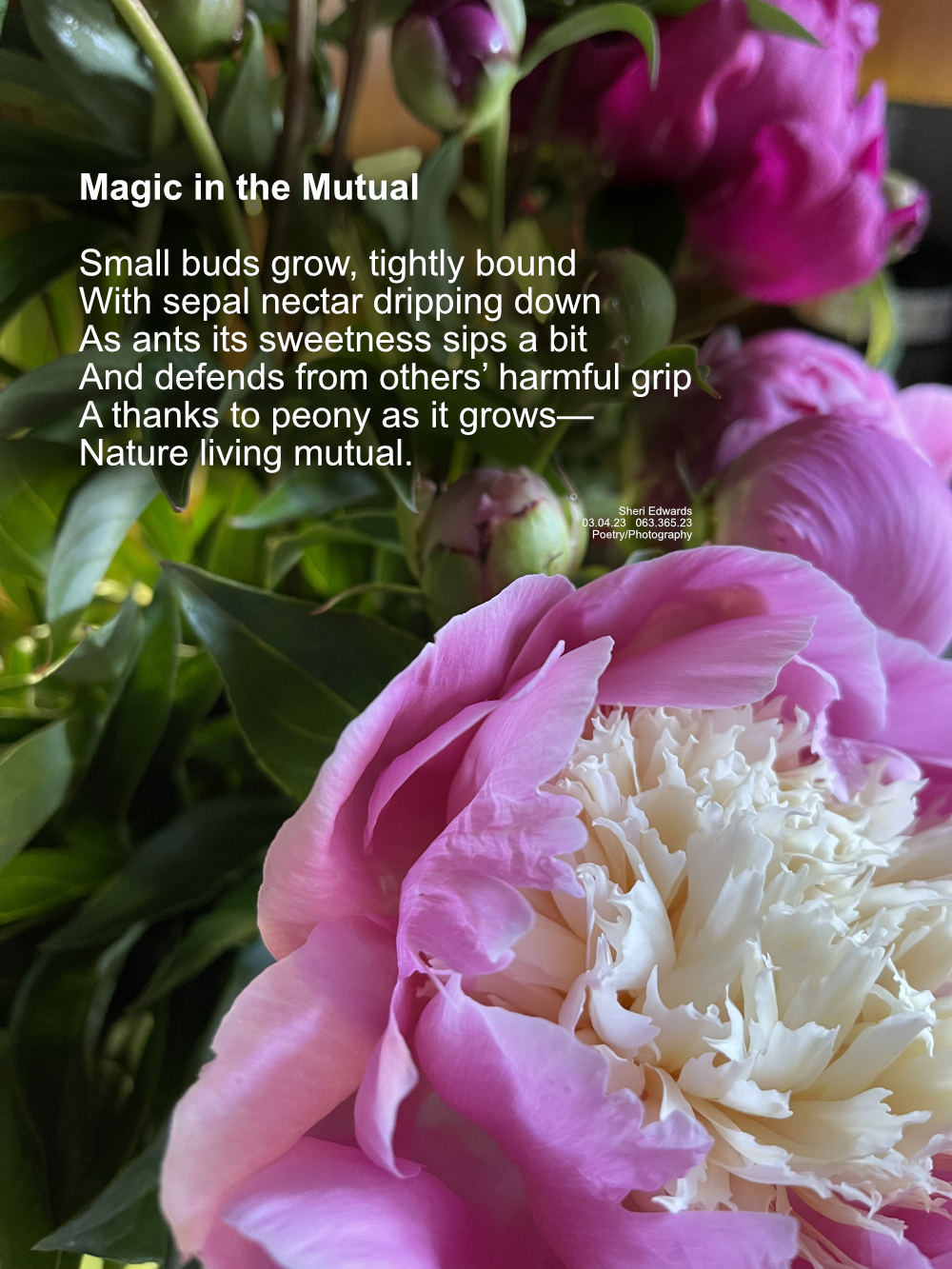 PINK Magic: #MarchMake Magic: Biological Mutualism A peony bouquet with buds and flower