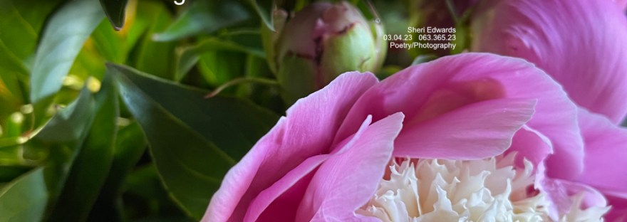 PINK Magic: #MarchMake Magic: Biological Mutualism A peony bouquet with buds and flower