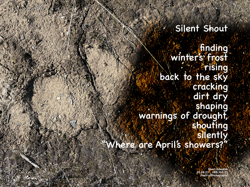 Polygonal cracks in the mud as winter’s frost evaporates