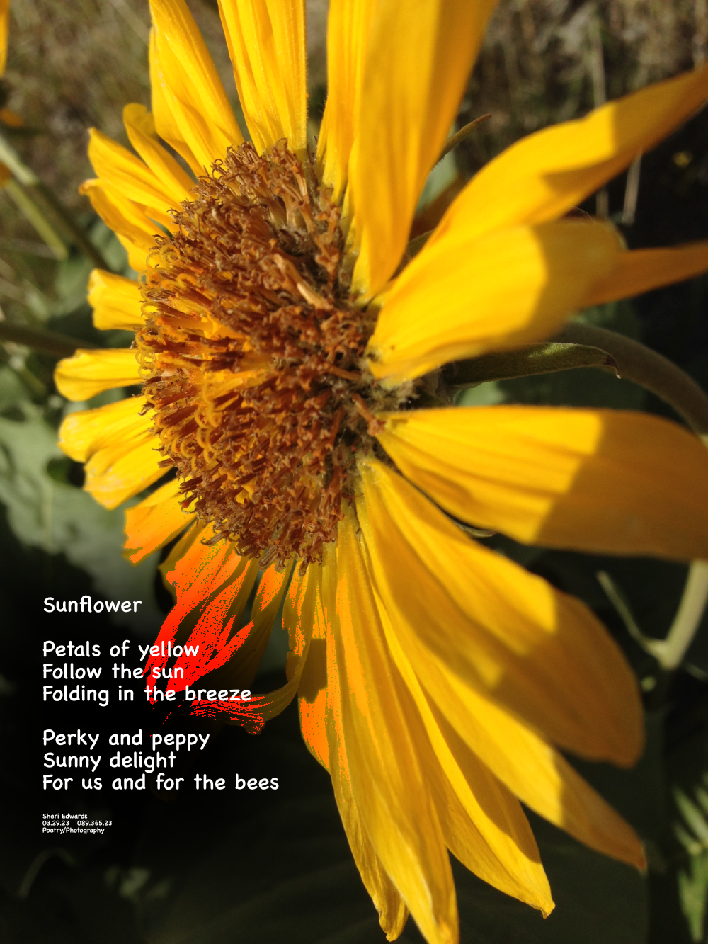 Arrowleaf Balsamroot locally called sunflowers