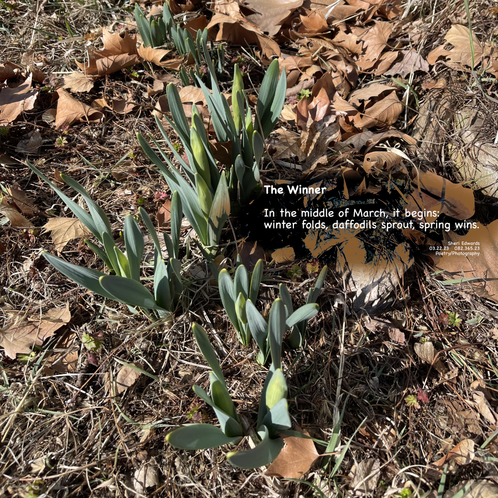 daffodil leaves sprouting through the autumn leaves