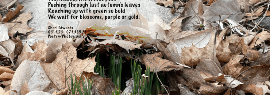 green sprouts of crocus popping up through the layer of last autumn’s leaves