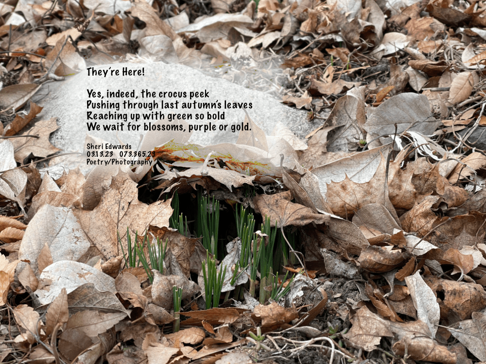 green sprouts of crocus popping up through the layer of last autumn’s leaves