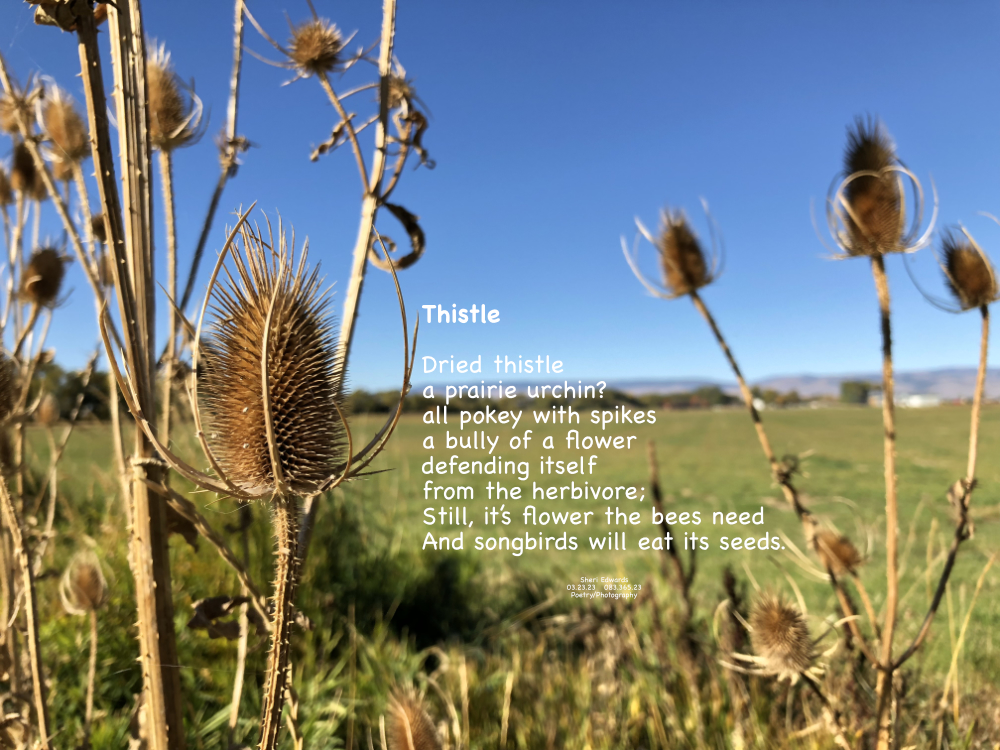 Dried thistle around the property at Olmstead Place Homestead State Park near Ellensburg, WA October, 2018