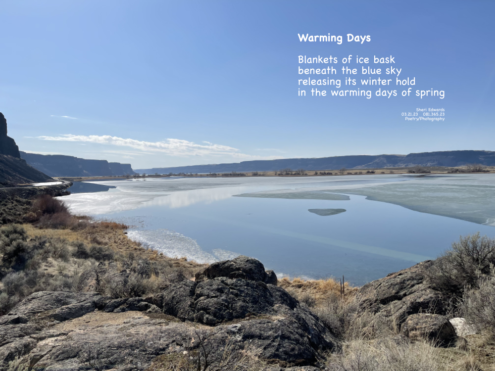 Banks Lake across from Steamboat Rock— receding ice and one water fowl swimming in the water under blue skies of spring