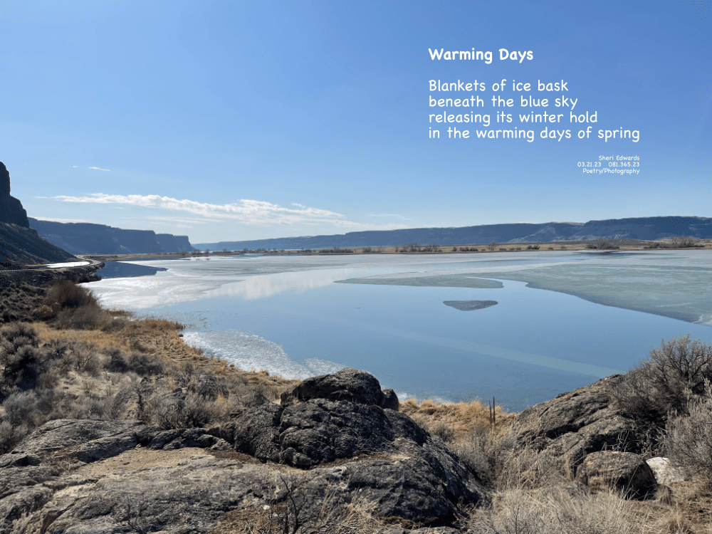 Banks Lake across from Steamboat Rock— receding ice and one water fowl swimming in the water under blue skies of spring