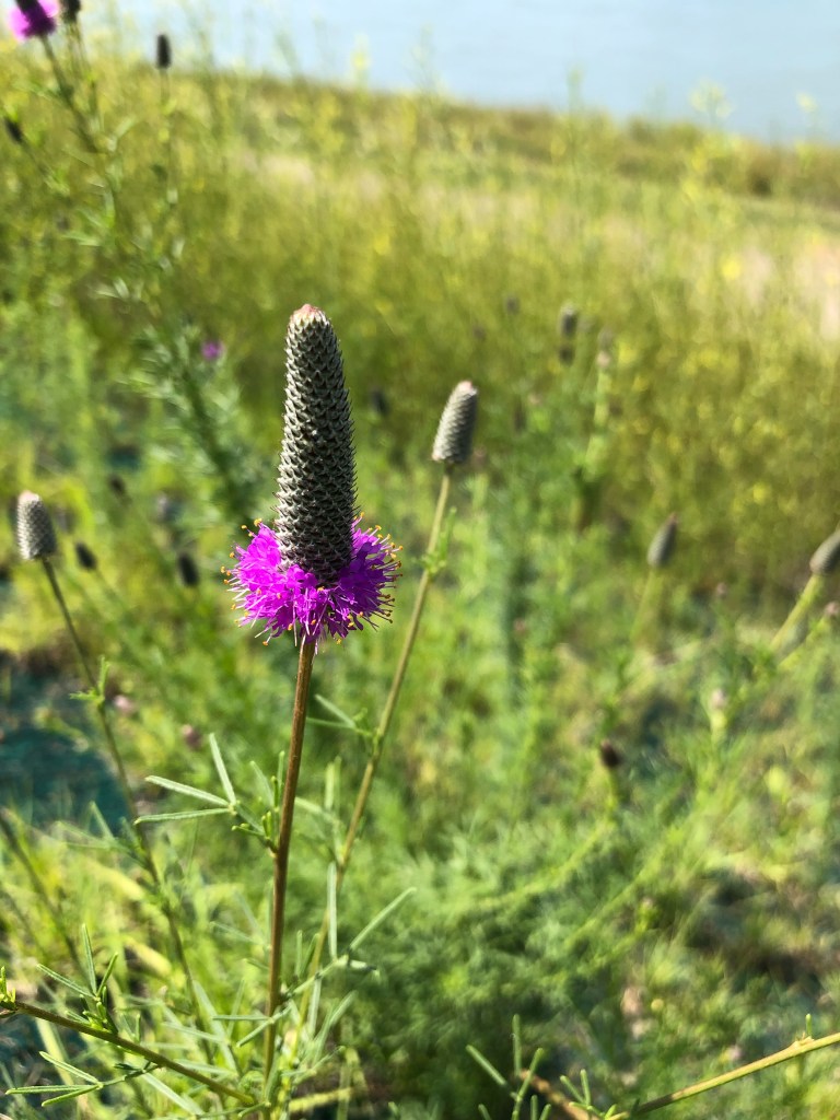 Dalea purpurea, Purple Prairie Clover, Great Plains