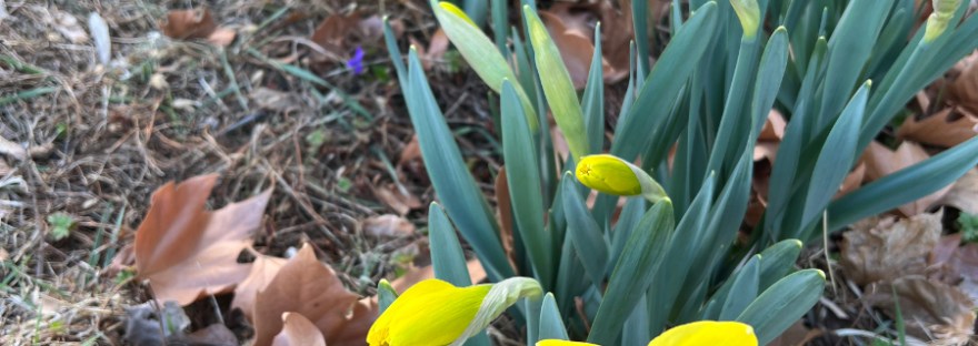 Daffodils in blossom on April Fools Day Only a fool would write a grammatically incorrect poem, right?