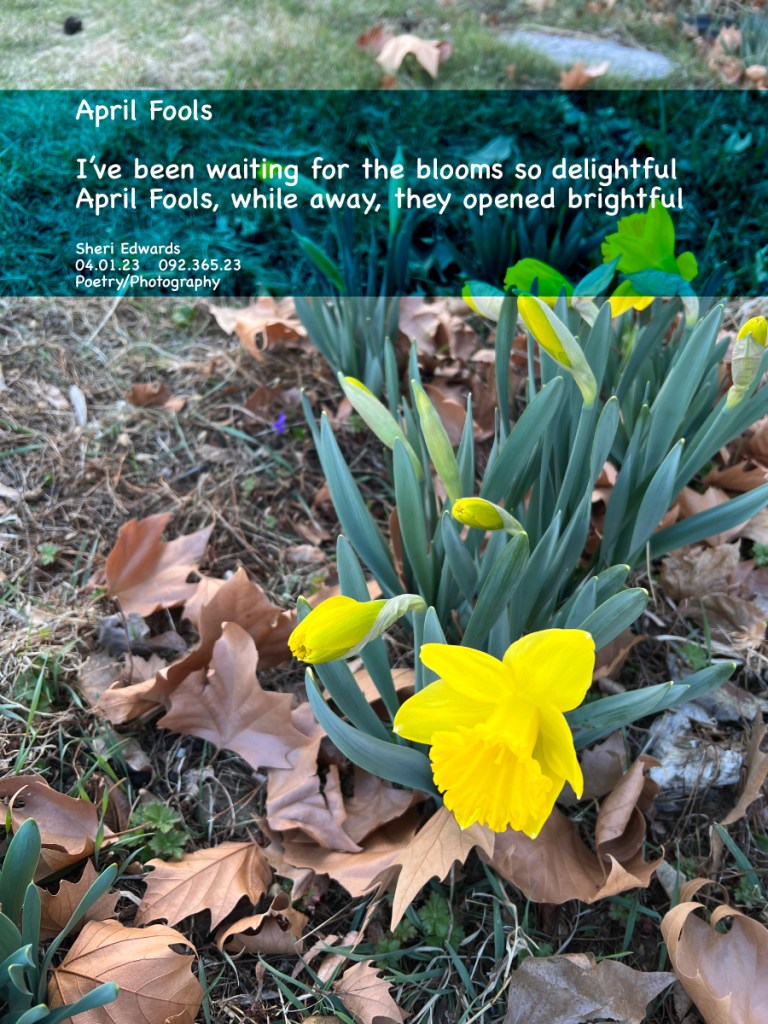 Daffodils in blossom on April Fools Day Only a fool would write a grammatically incorrect poem, right?