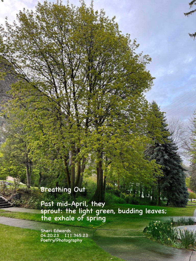 In late April, the lovely light green leaves bud out in Cole Park— forgetting winter, releasing spring