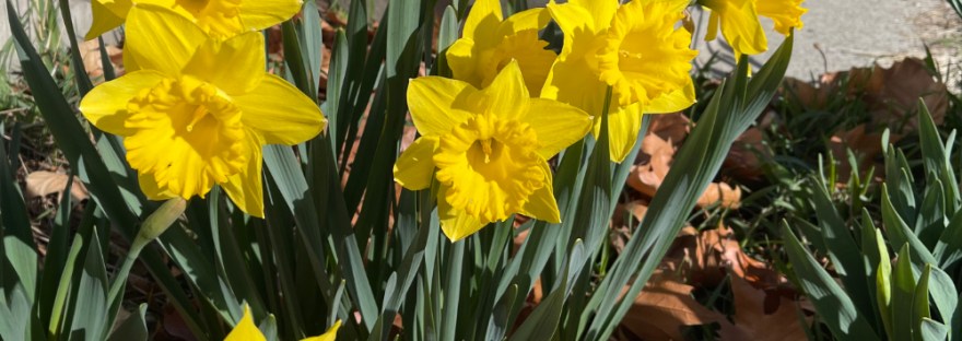 Daffodils smile in bright yellow in the front yard