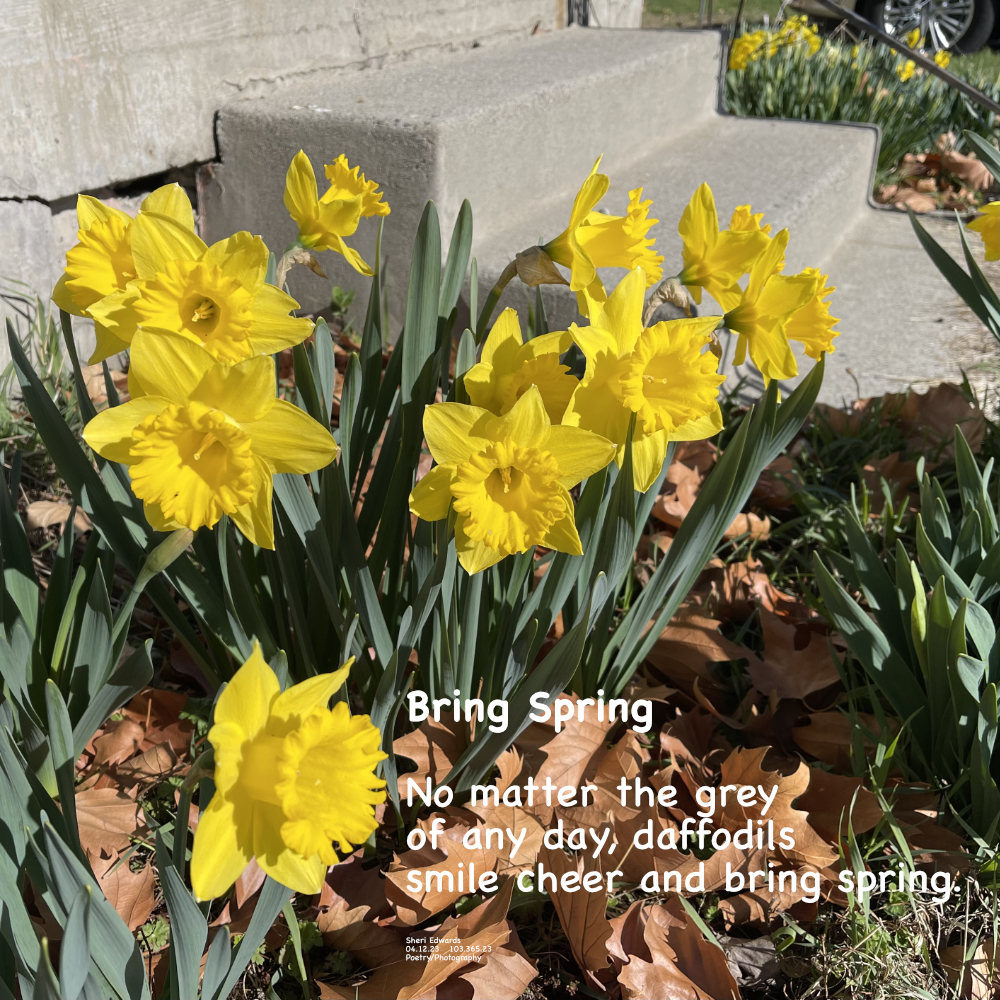 Daffodils smile in bright yellow in the front yard