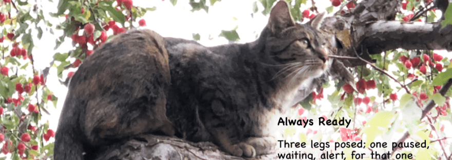 Cat in Crab Apple Tree, waiting, paused but alert, for that bird to land just there.