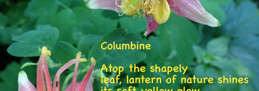 Columbine flowers hang like lanterns over the green foliage below.