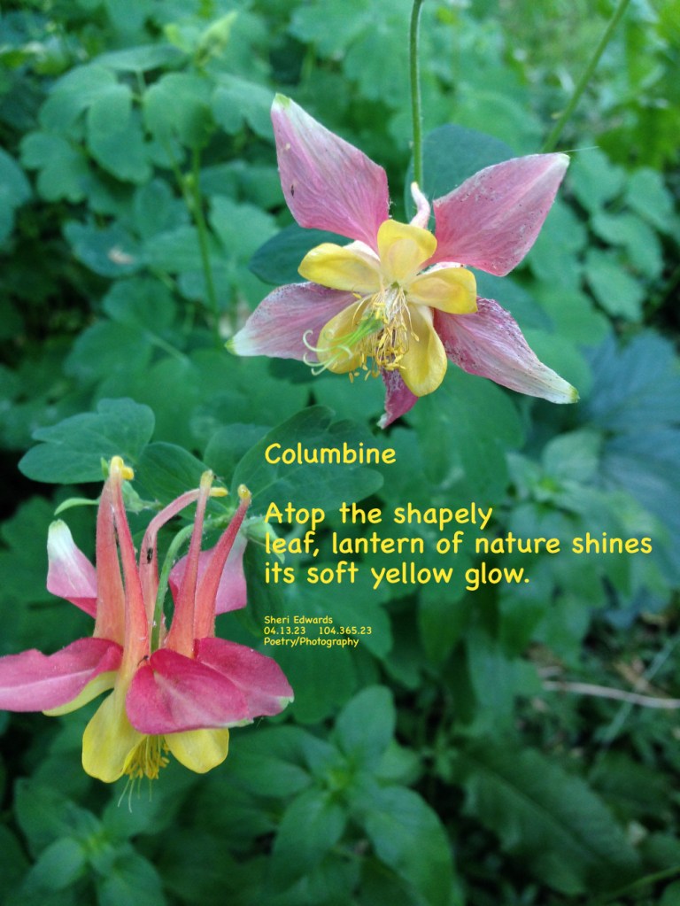 Columbine flowers hang like lanterns over the green foliage below.