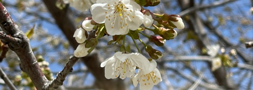 Peach tree blossoms on our daily walk