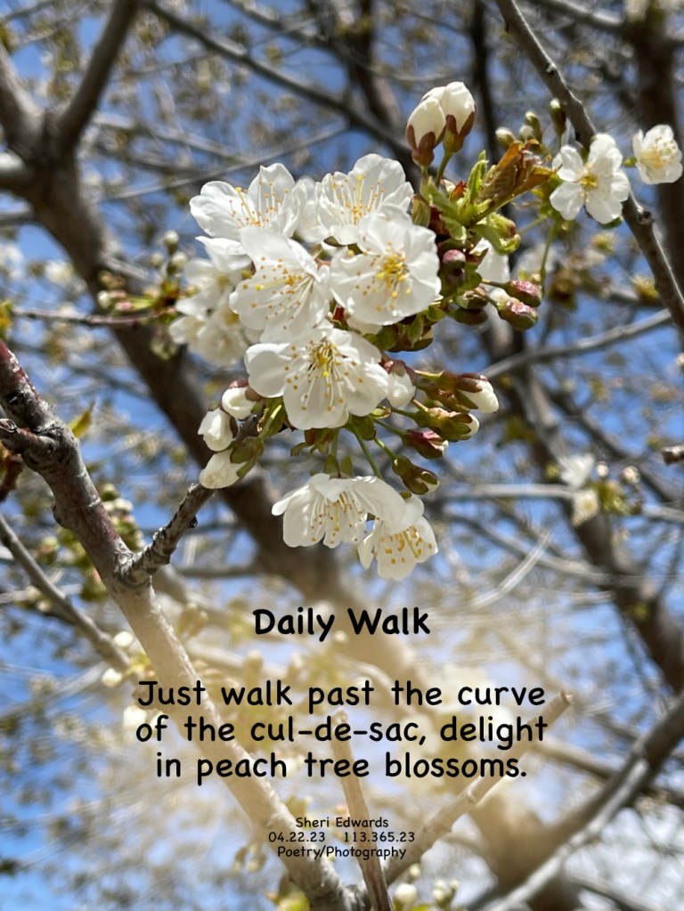 Peach tree blossoms on our daily walk