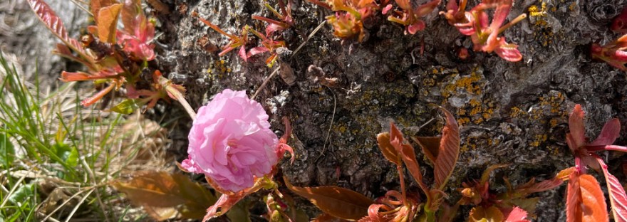 Cherry blossom in branches sprouting fro the tree's trunk