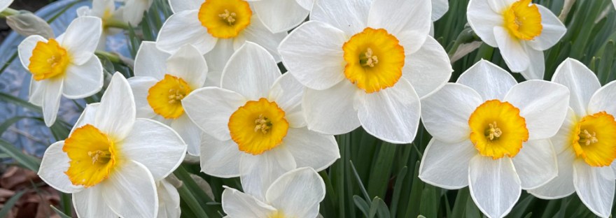 Daffodils next to the front porch greet us after a daily walk.