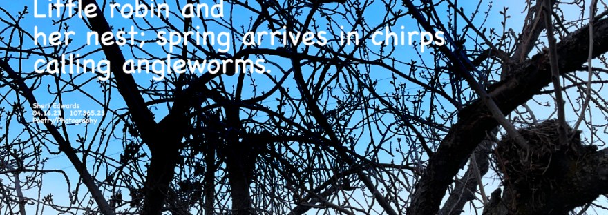 a little robin guarding her next in April, as spring finally arrives.