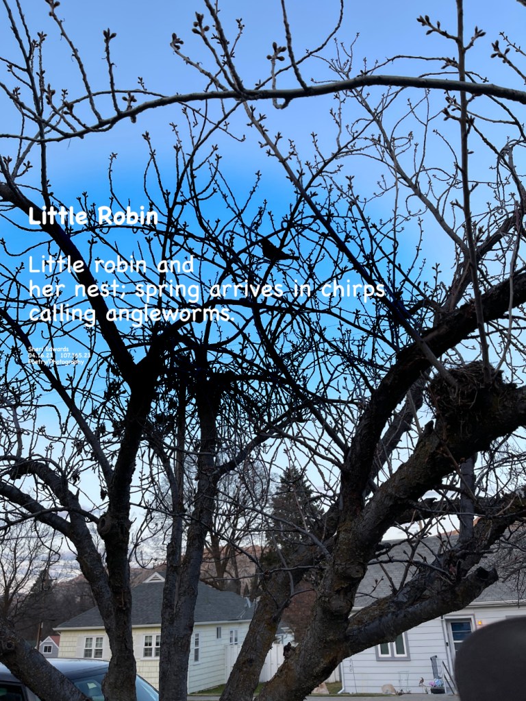 a little robin guarding her next in April, as spring finally arrives.