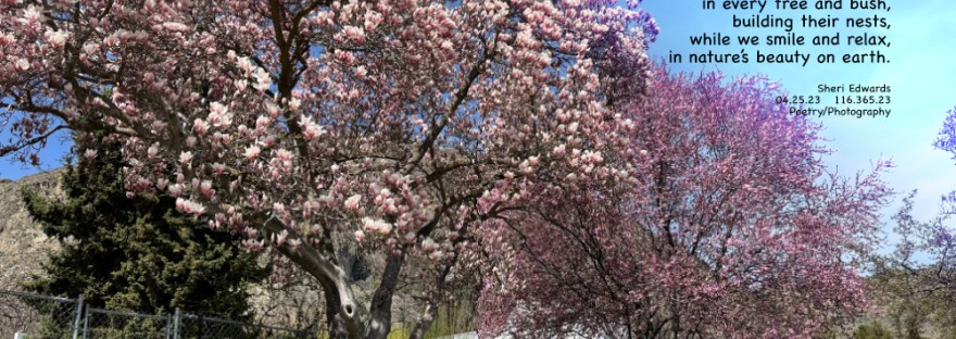 Blooming trees against spring’s blue skies