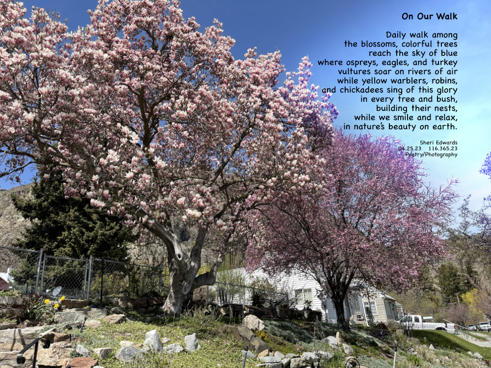 Blooming trees against spring’s blue skies