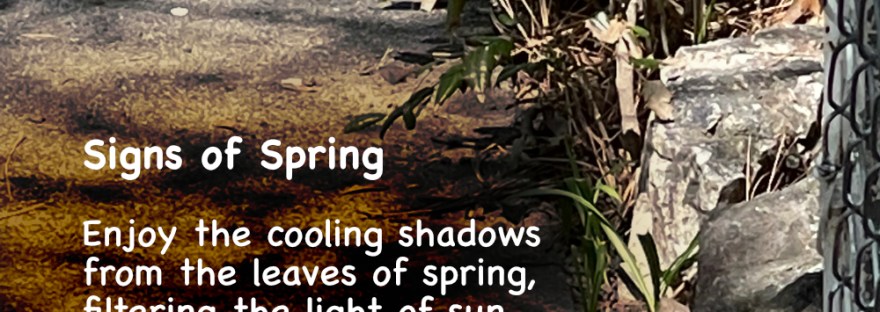 A sparrow dances in the shadows for insects on a spring day.