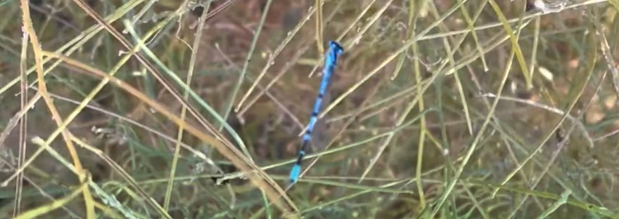 Damselfly and ladybugs on spring grasses near the lake.