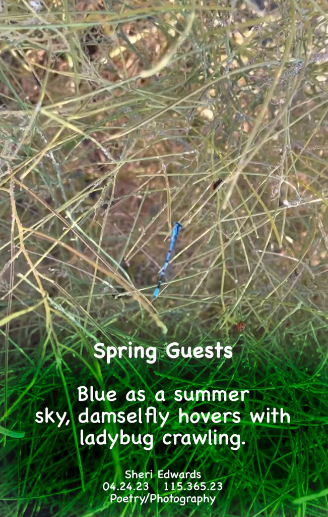 Damselfly and ladybugs on spring grasses near the lake.