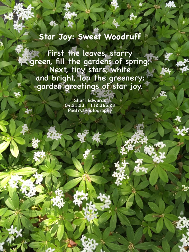 In my garden, the sweet woodruff bring joy in spring