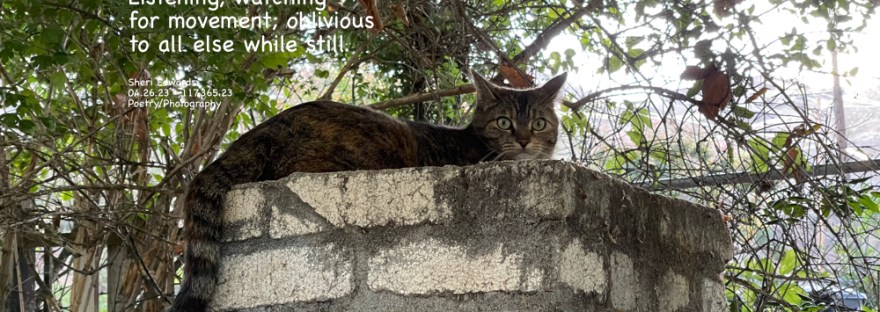 cat sits, alert and still on bbq chimney, watching for any movement: hunter queen