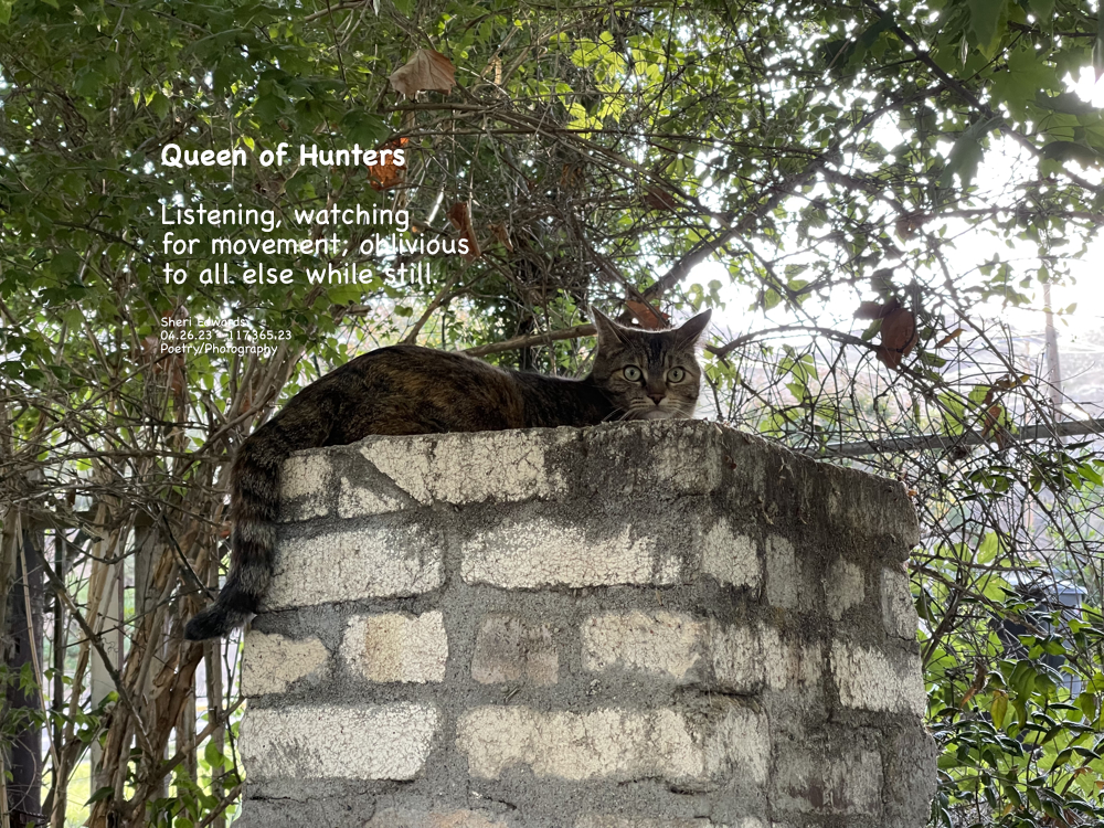 cat sits, alert and still on bbq chimney, watching for any movement: hunter queen