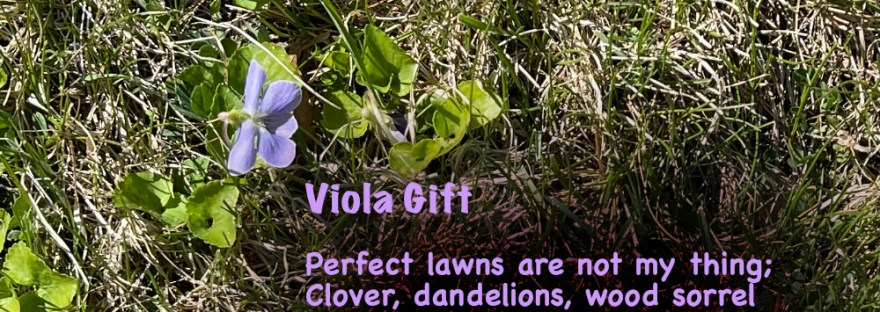 Light purple violas bloom within the grassy lawn