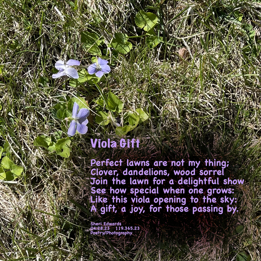 Light purple violas bloom within the grassy lawn