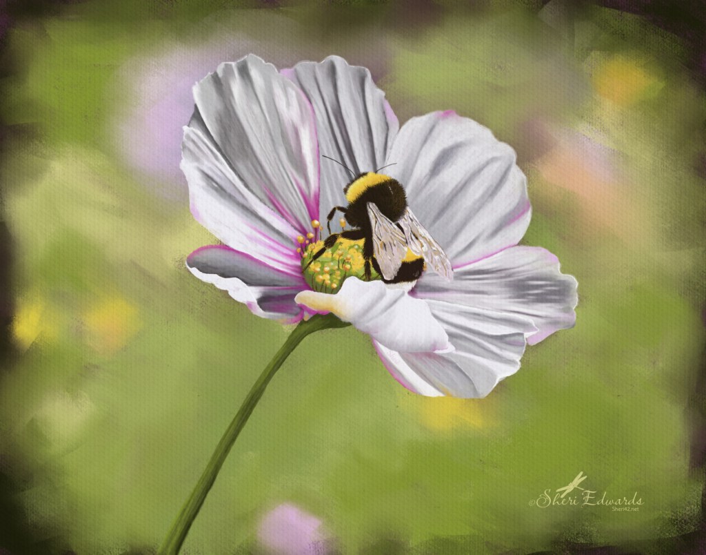 white cosmos flower with tinges of pink with bumble bee in a digital pastel style