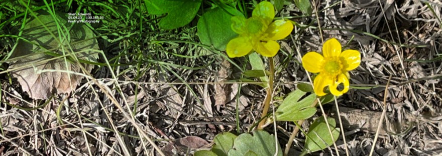 Ranunculus— Buttercup Lovely buttercups spreading onward on our walking path towards the waterfall.