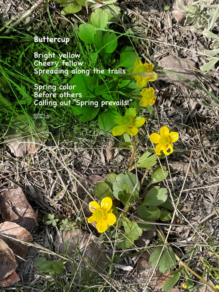 Ranunculus— Buttercup
Lovely buttercups spreading onward on our walking path towards the waterfall.