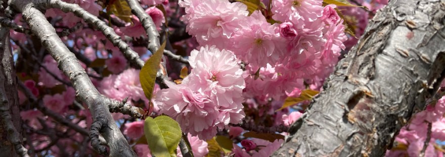 Our cherry tree in bloom with rugged branch and pale pink, but bright blossoms.