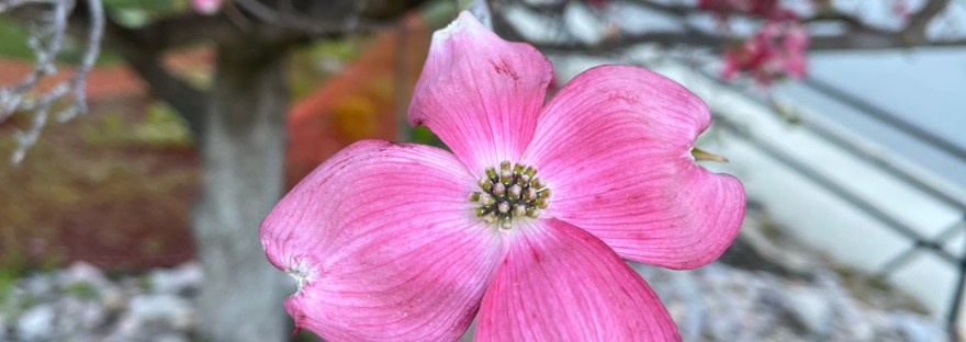 Dogwood blooming in May on our Daily Walk