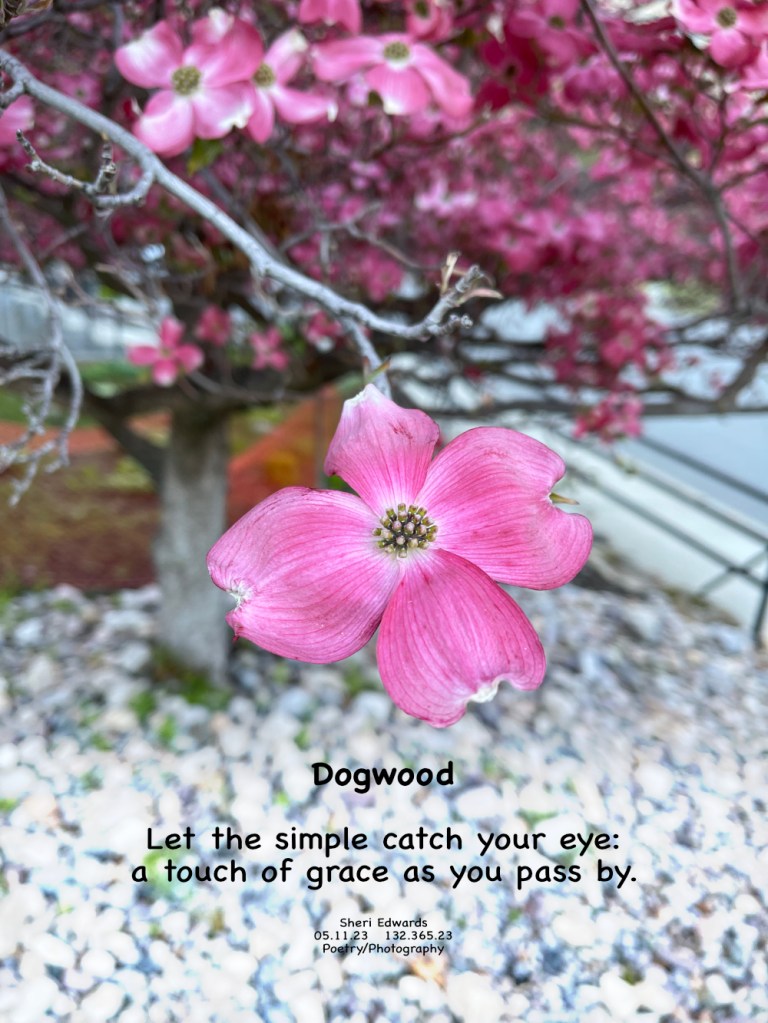 Dogwood blooming in May on our Daily Walk