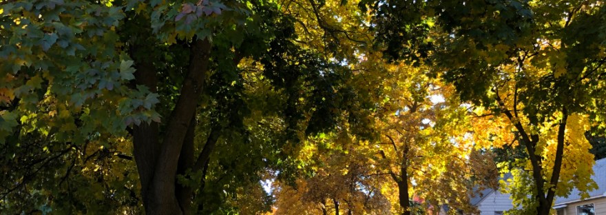 A view no longer: the lovely red maple trees — 90 years old— chopped down for neat and tidy sidewalks.