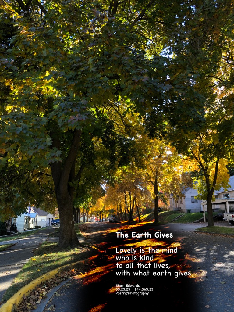 A view no longer: the lovely red maple trees — 90 years old— chopped down for neat and tidy sidewalks.