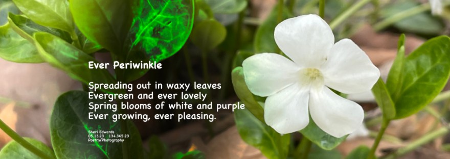 White periwinkle spreading lovely in the lawn.