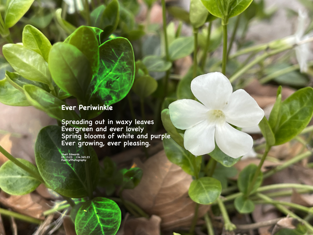 White periwinkle spreading lovely in the lawn.