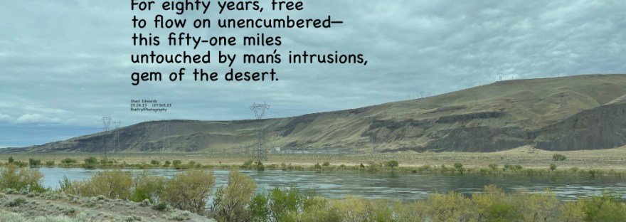 The only free-flowing area of the Columbia River— Hanford Reach