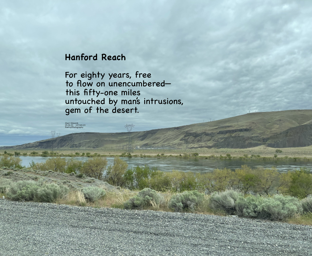 The only free-flowing area of the Columbia River— Hanford Reach