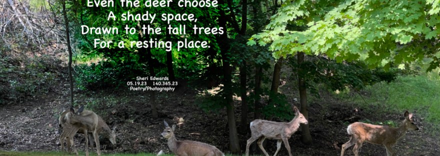 On my daily walk, I disturbed the mule deer resting in the shade of the tall trees in Cole Park. I turned to walk away from them and they returned to their naps.